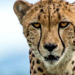 Image for the Entertainment programme "A Slow Odyssey"