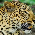 Image for Nature programme "Deadly 60"