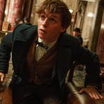 Image for the Film programme "Fantastic Beasts and Where to Find Them"