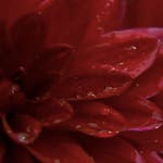 Image for episode "Letter D" from Gardening programme "A to Z of TV Gardening"