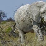 Image for the Nature programme "Extreme Africa"