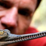 Image for episode "India 2" from Nature programme "Deadly 60"