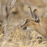 Image for the Nature programme "Africa's Claws and Jaws"