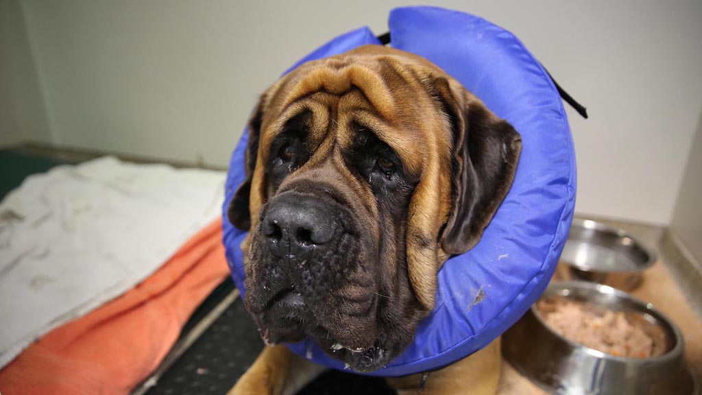 The Supervet: Noel Fitzpatrick Season 15 Episode 3 on U&W - TV Programme Poster