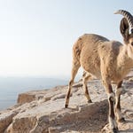 Image for episode "Deserts" from Nature programme "Hostile Planet"