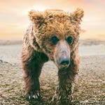 Image for episode "The Arid Heart" from Nature programme "Asia"