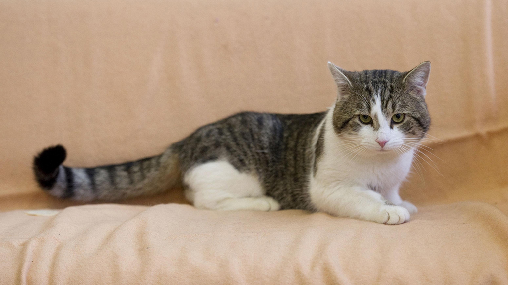 Animal Cops Phoenix Episode 6