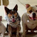 Image for the Film programme "Pups United"