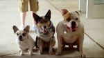 Image for the Film programme "Pups United"