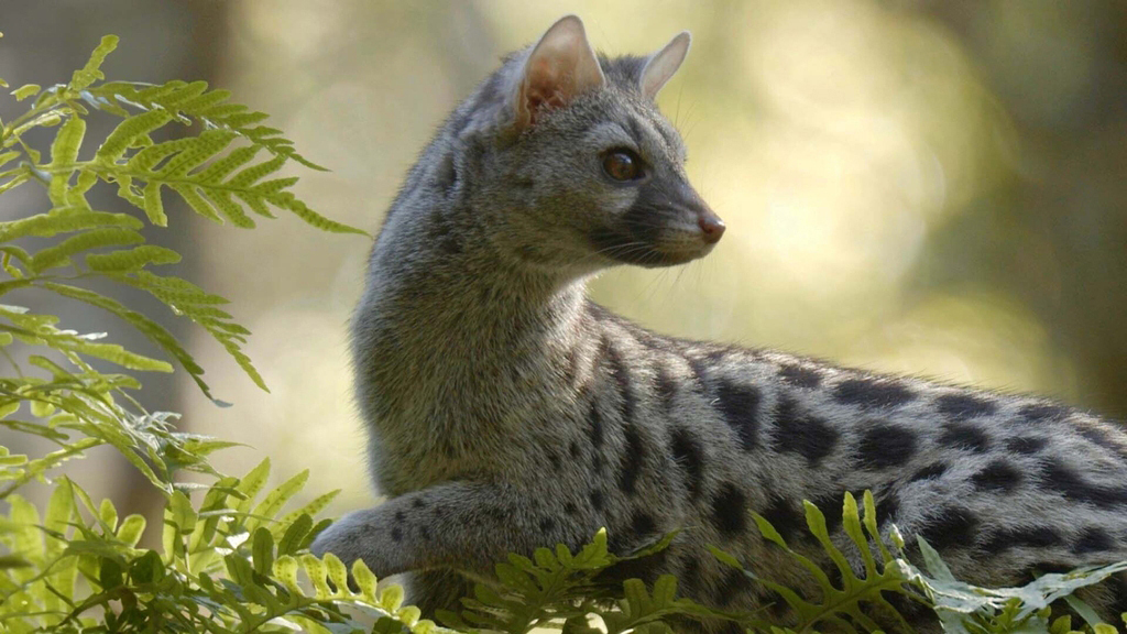 Destination Wild: Unknown Europe Season 1 Episode 2 on RTE2 - TV Programme Poster