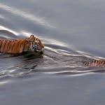 Image for the Nature programme "Tiger Island"