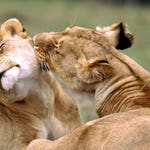Image for episode "World Domination" from Nature programme "Age of the Big Cats"