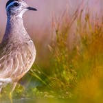 Image for the Nature programme "Springwatch"