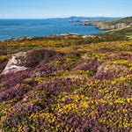 Image for the Documentary programme "A Wild Year"