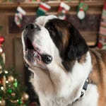 Image for the Film programme "Beethoven's Christmas Adventure"