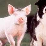 Image for the Film programme "Babe"