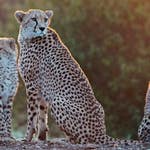 Image for episode "Spring" from Nature programme "A Year on Planet Earth"