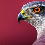 Image for the Nature programme "Wildlife on One"
