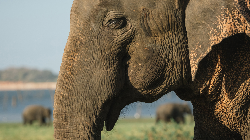 Island of the Monsoon Season 1 Episode 2 on Sky Nature HD - TV Programme Poster