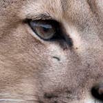 Image for episode "Survival" from Nature programme "Age of the Big Cats"