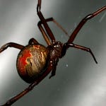 Image for episode "Australia 2" from Nature programme "Deadly 60"