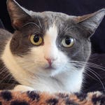 Image for the Nature programme "My Cat From Hell"