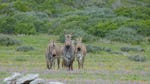 Image for the Nature programme "Africa's Wild Horizons"