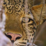 Image for episode "The Trials of Olimba" from Nature programme "Africa's Hunters"