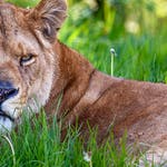 Image for the Nature programme "Animal Park"