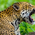 Image for the Nature programme "Deadly 60"