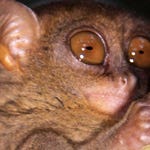 Image for Nature programme "Deadly 60"