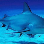 Image for episode "Mexico 2" from Nature programme "Deadly 60"