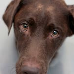 Image for the Documentary programme "The Supervet"