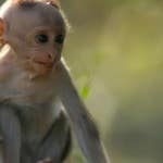 Image for the Nature programme "Planet Earth"