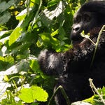 Image for the Nature programme "Deadly 60"