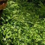 Image for the Nature programme "Deadly 60"