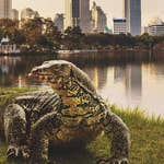 Image for the Nature programme "Asia"