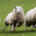 Image for episode "The Sheep Beside the Seaside" from Nature programme "Wild"