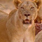 Image for the Nature programme "Africa's Hunters"