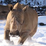 Image for Nature programme "Animal Park"