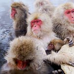 Image for episode "Winter" from Nature programme "Earth's Seasonal Secrets"