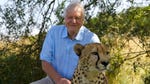 Image for episode "Impossible Feats" from Nature programme "David Attenborough's Natural Curiosities"