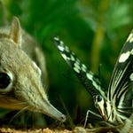 Image for the Nature programme "Hidden Kingdoms"