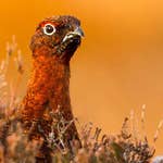 Image for the Documentary programme "A Wild Year"