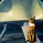 Image for the Film programme "The Cat from Outer Space"