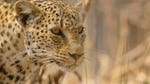 Image for episode "The Hungry Leopard" from Nature programme "Africa's Hunters"