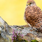 Image for the Nature programme "Springwatch"