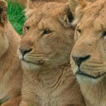 Image for the Nature programme "Animal Park"