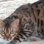 Image for episode "Chloe the Bully" from Nature programme "My Cat From Hell"