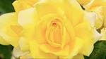 Image for the Gardening programme "A to Z of TV Gardening"